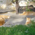 chats